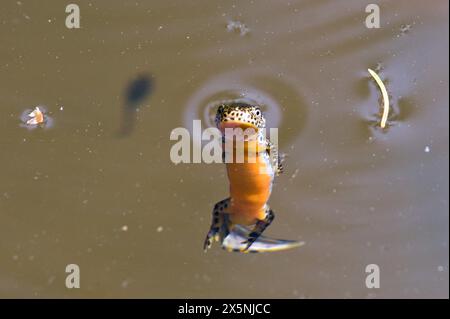 Lissotriton montandoni alias Triturus montandoni alias Karpaten Newt. Eine einheimische Amphibie schwimmt im Teich. Die Natur der Tschechischen republik. Stockfoto