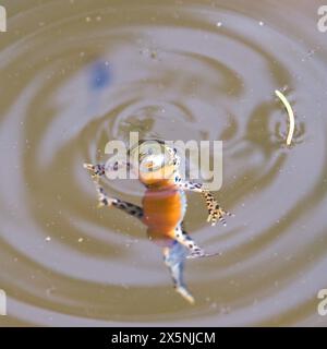 Lissotriton montandoni alias Triturus montandoni alias Karpaten Newt. Eine einheimische Amphibie schwimmt im Teich. Die Natur der Tschechischen republik. Stockfoto