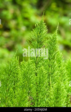 Equisetum arvense auch bekannt als Schachtelhalm. Prähistorisches Heilkraut. Stockfoto