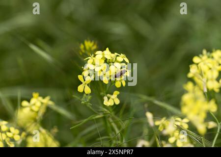 Eine Biene sammelt Nektar auf gelben Rapsblüten. Rapsblüten schließen während der Blüte auf einem unscharfen Hintergrund. Stockfoto