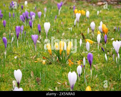 Krokusse blühen in einem riesigen Park. Eine farbenfrohe Szene, die den Frühling läutet und die Schönheit der Natur zeigt. Stockfoto