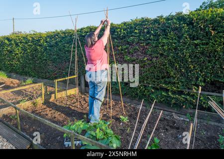 Frau baut Bambusstative, die bereit sind, Kletterbohnen zu Pflanzen. Stockfoto