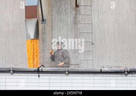 Webster City, Iowa - Ein Lkw-Fahrer lädt Mais aus Kornelevatoren. Stockfoto