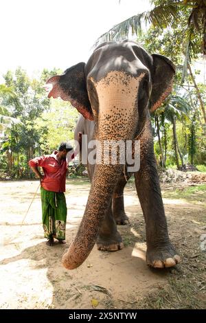 Sri Lanka 10. februar 2023. Der junge Mann aus Sri Lanka, der in hellen Sommerkleidern gekleidet ist, lächelt und steht neben einer hohen Palme auf einer Feldstraße neben seinem e Stockfoto