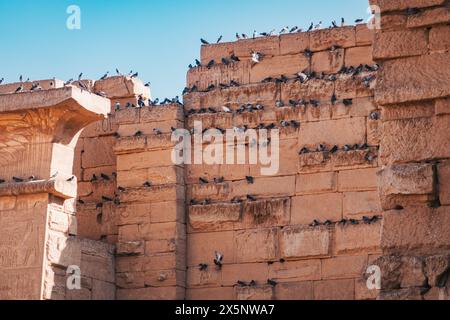 Piegons sitzen an den Wänden des Tempelkomplexes Medinet Habu in Luxor, Ägypten Stockfoto