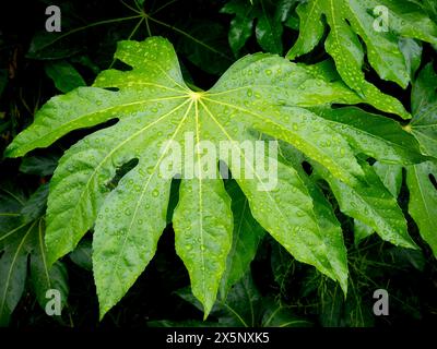 Detail eines japanischen aralia-Blattes (Fatsia japonica) in einem Garten Stockfoto