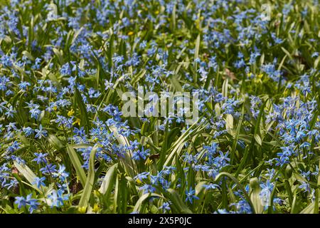 Ein Blumenbeet mit scilla siberica-Blüten, die im grünen Park oder im Naturschutzgebiet wachsen Stockfoto