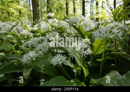 Ein Teppich aus wildem Knoblauch wächst auf dem Waldboden. Stockfoto
