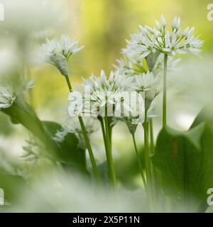 Ein paar weiße Knoblauchblüten glänzen vor einem grünen Hintergrund. Stockfoto