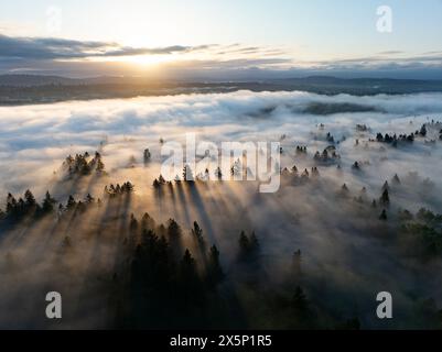 Im wunderschönen Willamette Valley, das nicht weit südlich von Portland, Oregon liegt, gleitet Nebel durch die Bäume. Stockfoto