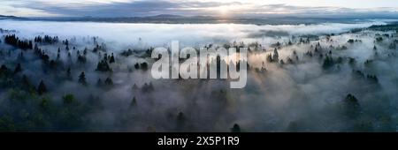 Im wunderschönen Willamette Valley, das nicht weit südlich von Portland, Oregon liegt, gleitet Nebel durch die Bäume. Stockfoto