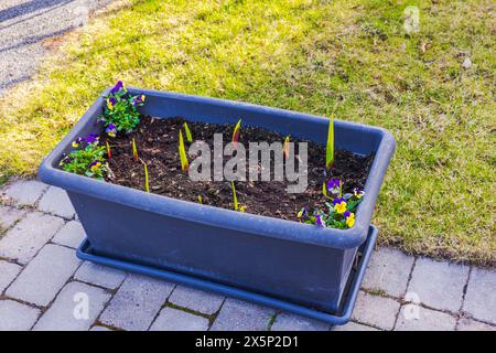 Wunderschöner Blick auf einen Fußgängerweg in einem Haus mit sprießenden Gladioluszwiebeln in einem Blumenkasten und gelb-blau blühenden Stiefmütterchen. Stockfoto