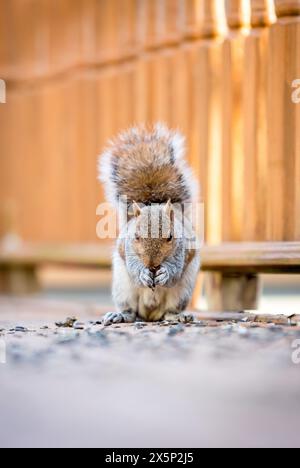Ein Ostgraues Eichhörnchen (Sciurus carolinensis), das auf einer Holzterrasse sitzt und Sonnenblumenkerne isst Stockfoto
