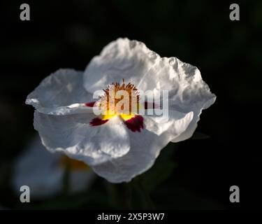 Nahaufnahme einer einzigen Blume von Cistus x cyprius in einem Garten im Frühsommer Stockfoto