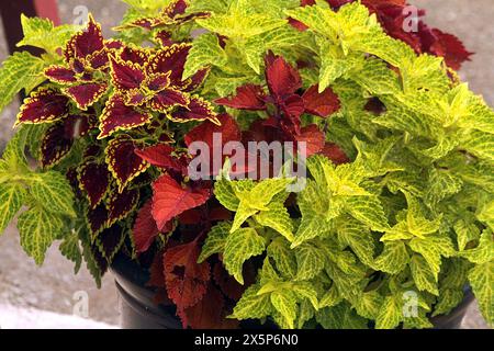 Nahaufnahme von Coleus-Blumei-Topfpflanzen Stockfoto