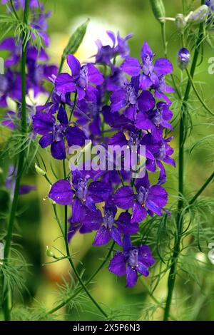 Schöne Larkspur Blumen in einem Garten Stockfoto