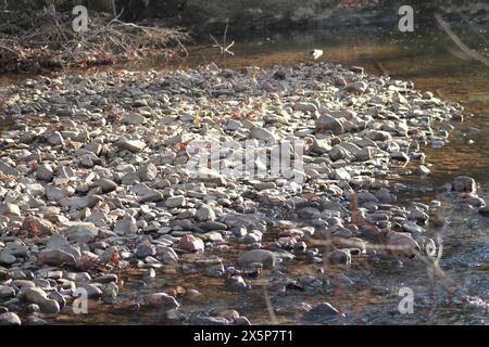 Virginia, U.S.A. rockt am Flussbett eines Gebirgsbaches. Stockfoto