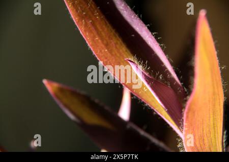 Nahaufnahme der Blätter einer Purple Heart-(Tradescantia pallida-)Pflanze Stockfoto