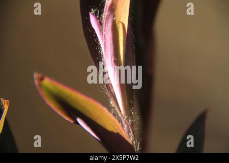 Nahaufnahme der Blätter einer Purple Heart-(Tradescantia pallida-)Pflanze Stockfoto