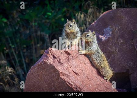 Zwei Steinhörnchen (Otospermophilus variegatus), ehemals Citellus variegatus, die großen Felsbrocken als Aussichtsperson nutzen, Castle Rock Area, Colorado USA. Stockfoto