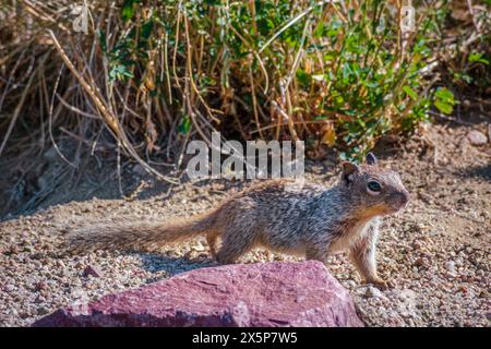 Young Rock Eichhörnchen (Otospermophilus variegatus), früher Citellus variegatus, in der Nähe seines Grabens, Castle Rock Area in Colorado USA. Stockfoto