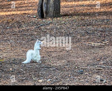 Albino Eichhörnchen, seltenes Exemplar in einem Park in Kapstadt, Südafrika Stockfoto