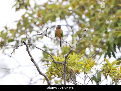 Der Braunkehlensittich (Eupsittula pertinax), in der Vogelkultur auch als Braunkehlenkonure bekannt, ist eine Vogelart aus der Unterfamilie Arinae. Stockfoto