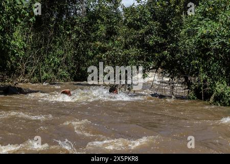Nakuru, Kenia. Mai 2024. Ein ortsansässiger Taucher sucht nach Leichen von zwei jungen Schwestern, die ertrunken sind, als sie versuchten, einen geschwollenen Njoro River in Ketiro Village im Nakuru County zu überqueren. Ihr tragischer Tod erhöht die Zahl von mindestens 230 Menschen, die nach starken Regenfällen, die in Kenia zu großen Überschwemmungen geführt haben, ihr Leben verloren haben. Quelle: SOPA Images Limited/Alamy Live News Stockfoto