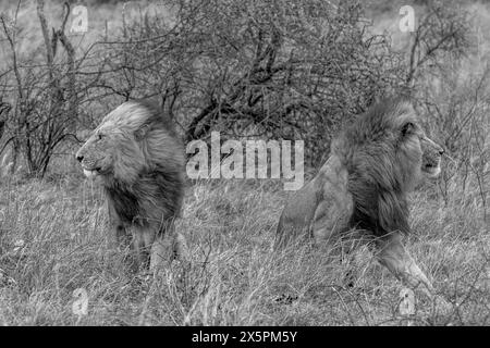 Zwei männliche Löwen, die von starken Winden gefiedert werden, Kruger Park in Schwarz-weiß Stockfoto