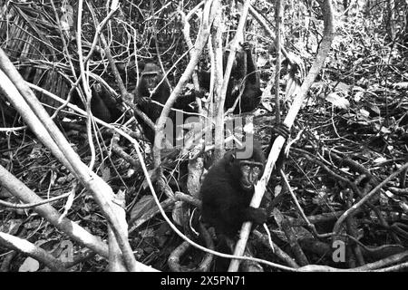 Ein junger Schwarzhaubenmakaken (Macaca nigra) starrt während des Fotografierens auf Lianenrebe vor einer Gruppe erwachsener Individuen im Tiefland von Tangkoko, Bitung, Nord-Sulawesi, Indonesien. Haubenmakaken sind stark auf intakten Reifen Wäldern angewiesen, während Sekundärwälder für diese Art weniger geeignet sind, so Primatologen in einem Forschungspapier, das in der August-Ausgabe 2023 des International Journal of Primatology veröffentlicht wurde. Derzeit haben ungefähr ein Viertel der Primaten Temperaturen über historischen, wie ein anderes Team von... Stockfoto