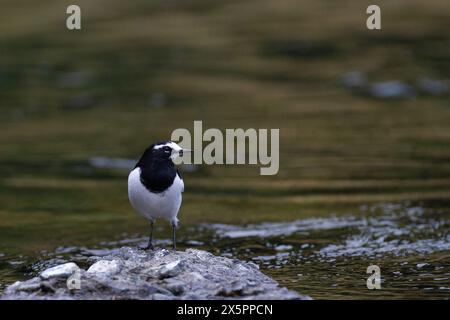 Ein japanischer Bachstelz (Motacilla alba lugens) auf Felsen in einem Fluss in Kanagawa, Japan. Stockfoto