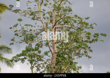 Imus, Philippinen. 10. Mai 2024: Die Kapok-Bäume (Ceiba Pentandra) blühen zu spät, weil sie durch extreme Hitze und Dürre verursacht wurden, die durch die außergewöhnliche El Nino verursacht wurden, die Südostasien traf. Normalerweise treten Mitte März fallende Flusen auf, die in tropischen Ländern beliebte Schneeszenen im Sommer erzeugen. In diesem Jahr öffnen sich die Samenkapseln gerade erst auf Bäumen in der Nähe von Wasserstraßen und sind immer noch auf Bäumen geschlossen, die seit Monaten keinen Regen mehr gesehen haben. Kapok Fasern werden in organischen Kissen/Bettdecken verwendet. Seit vielen Wochen haben die Hitzeindizes in vielen Gebieten ein Gefahrenniveau für Mensch, Tier und Vegetation erreicht. Quelle: Kevin Izorce/Alamy Live News Stockfoto