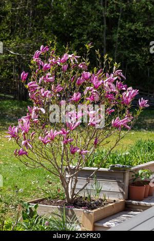 „Susan“ Hybridmagnolie, Rosenmagnolie (Magnolia liliiflora x Magnolia stellata) Stockfoto