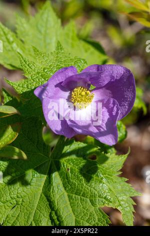 Japanischer Holzmohn, Lunddocka (Glaucidium palmatum) Stockfoto