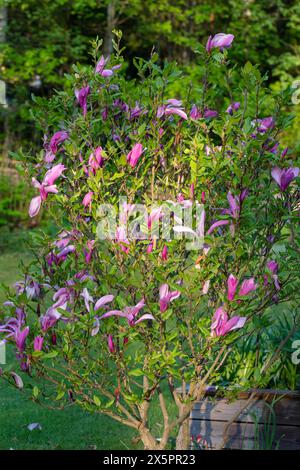 „Susan“ Hybridmagnolie, Rosenmagnolie (Magnolia liliiflora x Magnolia stellata) Stockfoto