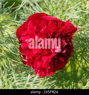 „Plena“ Fernleaf Peony, Dillpion (Paeonia tenuifolia) Stockfoto
