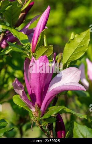 „Susan“ Hybridmagnolie, Rosenmagnolie (Magnolia liliiflora x Magnolia stellata) Stockfoto