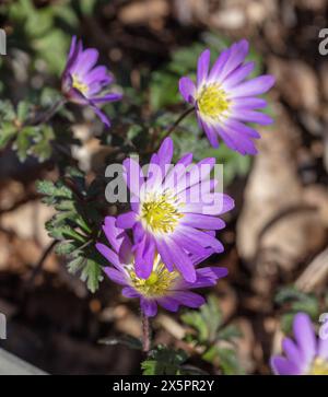 'Charmer' Balkananemone, Balkansippa (Anemonoides blanda) Stockfoto