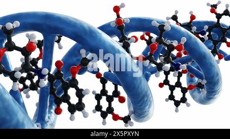 Das 3D-Rendering von Doxorubicin-Molekülen interkaliert DNA durch die Bildung von Wasserstoffbrücken mit Guaninen in benachbarten GC-Basenpaaren Stockfoto