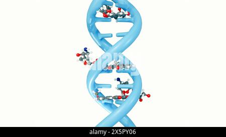 Das 3D-Rendering von Doxorubicin-Molekülen interkaliert DNA durch die Bildung von Wasserstoffbrücken mit Guaninen in benachbarten GC-Basenpaaren Stockfoto