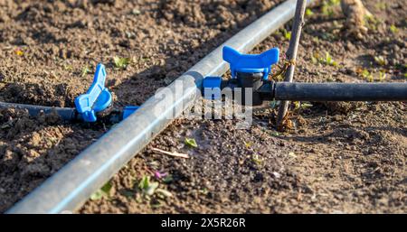 Nahaufnahme eines Tropfbewässerungssystems mit blauen Ventilen in fruchtbarem Boden für eine effiziente Wassernutzung Stockfoto