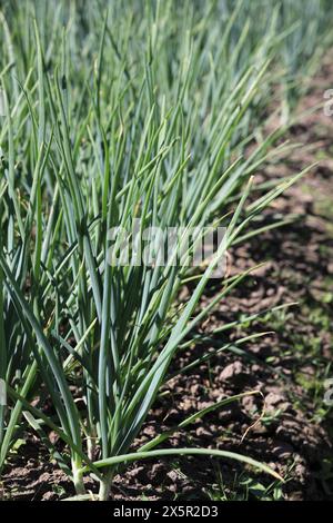 Gewachsene Triebe grüner Zwiebeln in sonniger Ausrichtung im Juni Stockfoto