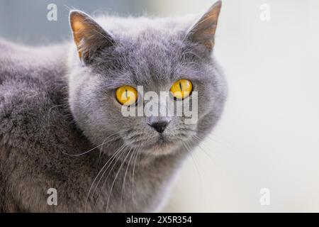 Eine graue Katze mit gelben Augen starrt in die Kamera. Das Fell der Katze ist lang und flauschig und verleiht ihr ein weiches und kuscheliges Aussehen. Neugierde und p Stockfoto