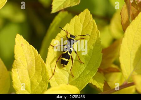 Close Up Wasp Käfer Clytus arietis aus der Familie Langhornkäfer (Cerambycidae) auf Blättern der japanischen Spirea, Spirea Japonica „Goldflamme“. Feder, Stockfoto