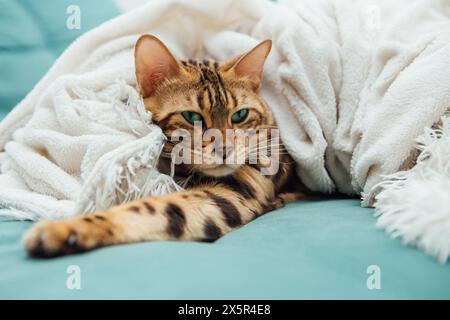 Die bengalische Katze liegt drinnen unter der weißen Wutdecke Stockfoto