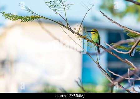 Ein Regenbogenfresser (Merops ornatus) sitzt in einem Baum am Mission Beach in Far North Queensland, Australien Stockfoto