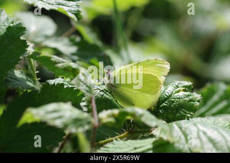 Schwefel (Gonepteryx rhamni), Schmetterling, Makro, gelb, Blätter, der gelbe Schwefel liegt gut versteckt zwischen grünen Blättern Stockfoto