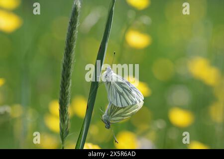 Grün-geädert weiß (Pieris napi), Schmetterling, Makro, zwei, Paarung, Wiese, zwei Schmetterlinge Klammern sich aneinander. Ein Insekt hält sich an einem Grashalm fest Stockfoto