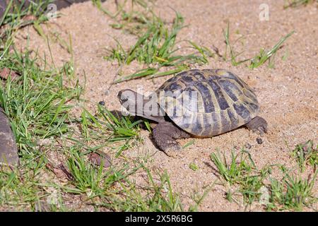 Hermann-Schildkröte (testudo hermanni), Spaziergang auf sandigem Boden, Gefangenschaft, Rheinland-Pfalz, Deutschland Stockfoto