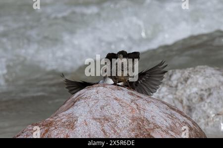 Weißkehlenlöffel (Cinclus cinclus), Küken, Fütterung Stockfoto